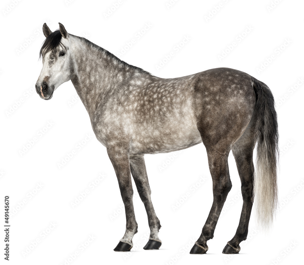 Obraz premium Andalusian, 7 years old, also known as the Pure Spanish Horse