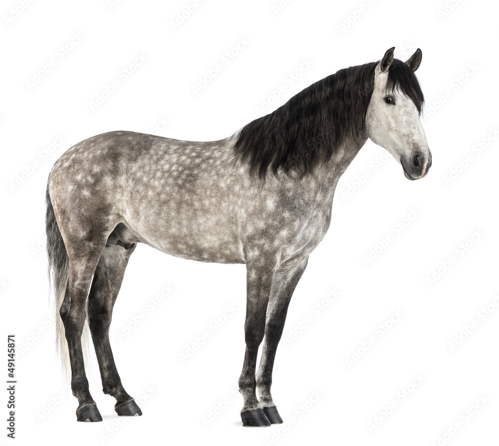 Andalusian, 7 years old, also known as the Pure Spanish Horse Andalusian, 7 years old, also known as the Pure Spanish Horse
