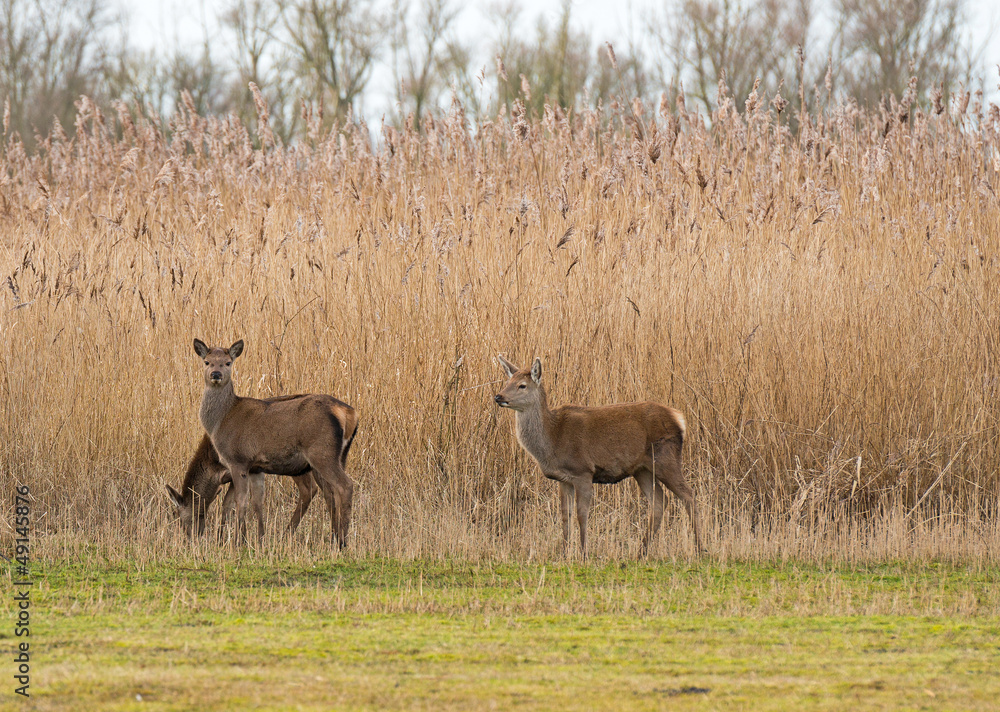 Red deer in nature in winter Red deer in nature in winter