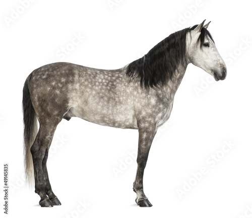 Fototapeta Naklejka Na Ścianę i Meble -  Andalusian, 7 years old, also known as the Pure Spanish Horse