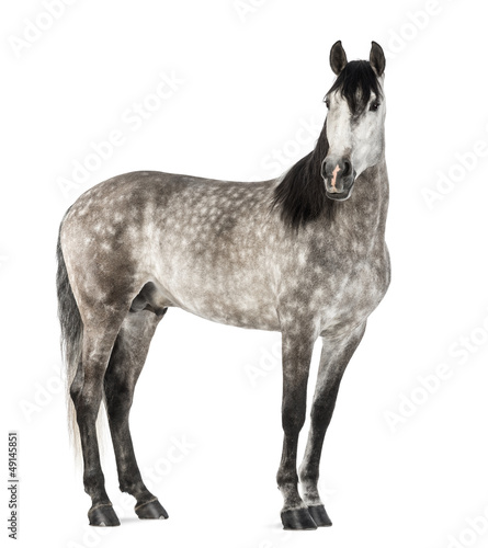 Andalusian, 7 years old, also known as the Pure Spanish Horse