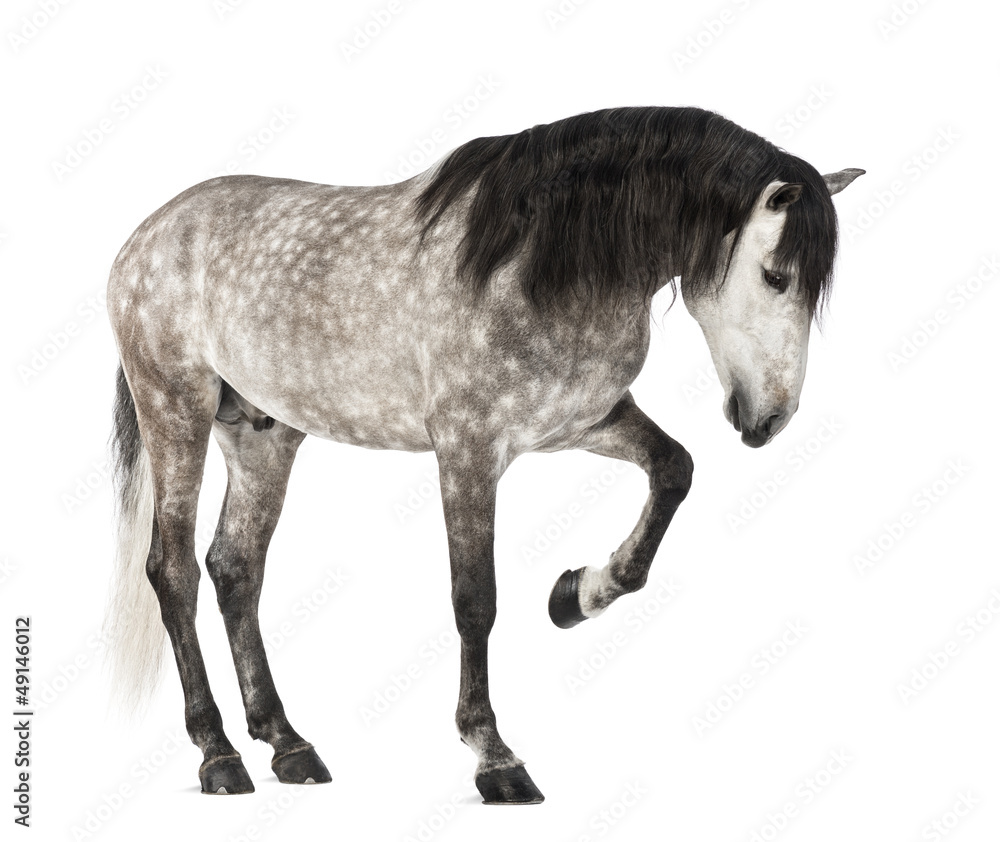 Fototapeta premium Andalusian raising front leg, 7 years old
