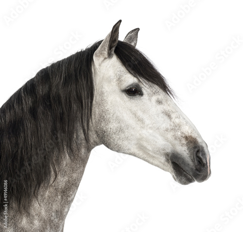 Fototapeta Naklejka Na Ścianę i Meble -  Close-up of an Andalusian head, 7 years old