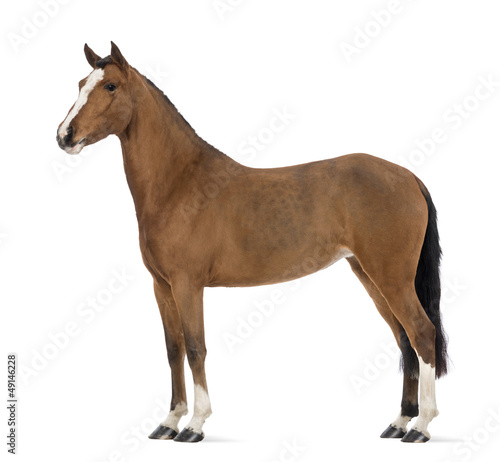 Fototapeta Naklejka Na Ścianę i Meble -  Side view of a Female Andalusian, 3 years old