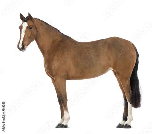 Fototapeta Naklejka Na Ścianę i Meble -  Side view of a Female Andalusian, 3 years old