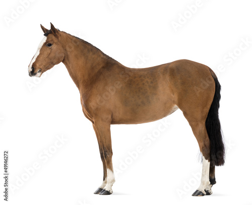 Fototapeta Naklejka Na Ścianę i Meble -  Side view of a Female Andalusian, 3 years old