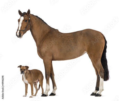 Crossbreed dog standing next to a Female Andalusian