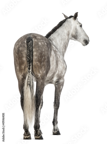 Fototapeta Naklejka Na Ścianę i Meble -  Rear view of an Andalusian, 7 years old
