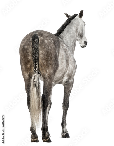 Fototapeta Naklejka Na Ścianę i Meble -  Rear view of an Andalusian, 7 years old