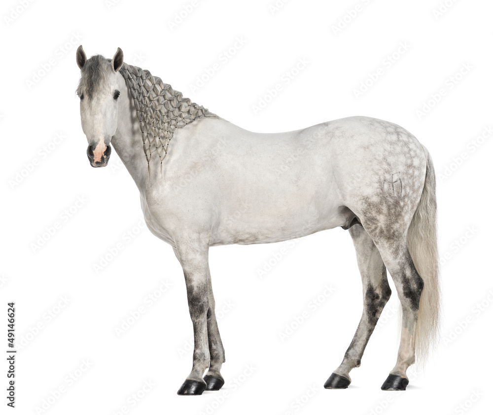 Side view of a Male Andalusian, 7 years old Side view of a Male Andalusian, 7 years old