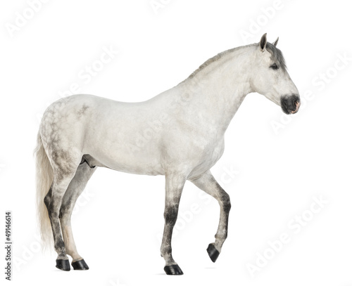 Side view of a Male Andalusian  7 years old