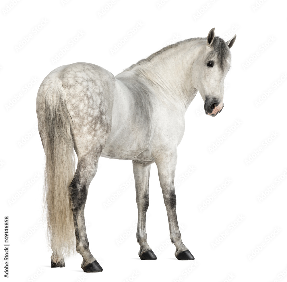 Rear view of a Male Andalusian, 7 years old Rear view of a Male Andalusian, 7 years old