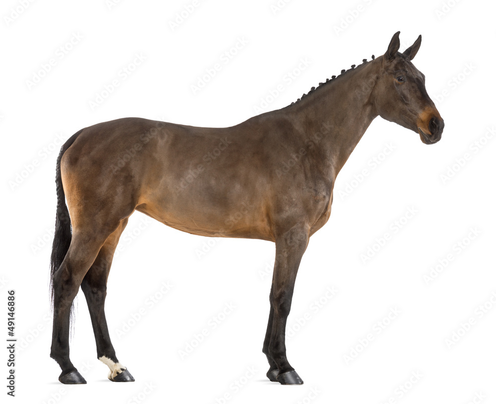 Side view of a Female Belgian Warmblood, BWP Side view of a Female Belgian Warmblood, BWP