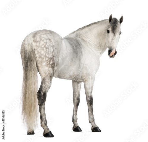 Fototapeta Rear view of a Male Andalusian, 7 years old