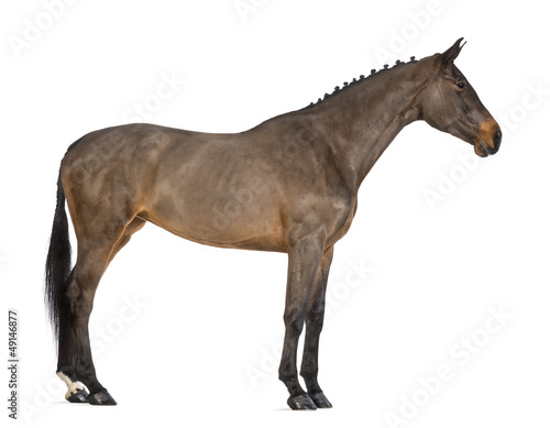 Female Belgian Warmblood  BWP  4 years old  with mane braided