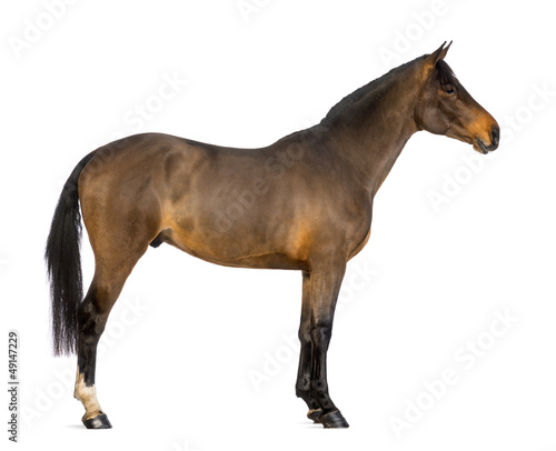 Side view of a Male Belgian Warmblood  BWP  3 years old