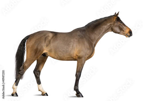 Side view of a Male Belgian Warmblood  BWP  3 years old