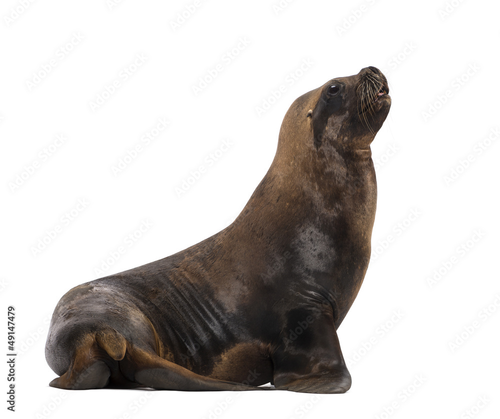 Naklejka premium California Sea Lion, 17 years old, looking up