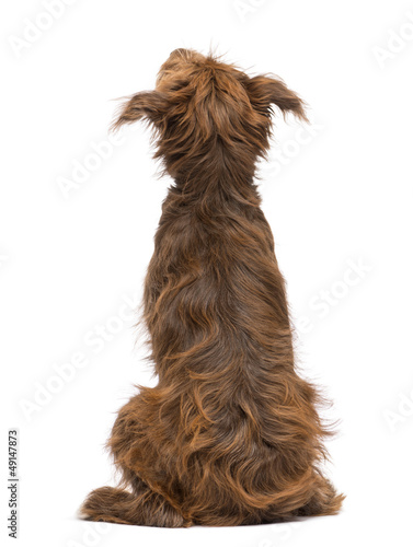 Fototapeta Naklejka Na Ścianę i Meble -  Rear view of a Crossbreed, 5 months old, sitting and looking up