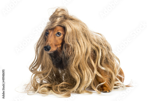 Fototapeta Naklejka Na Ścianę i Meble -  Dachshund, 4 years old, wearing a blond wig