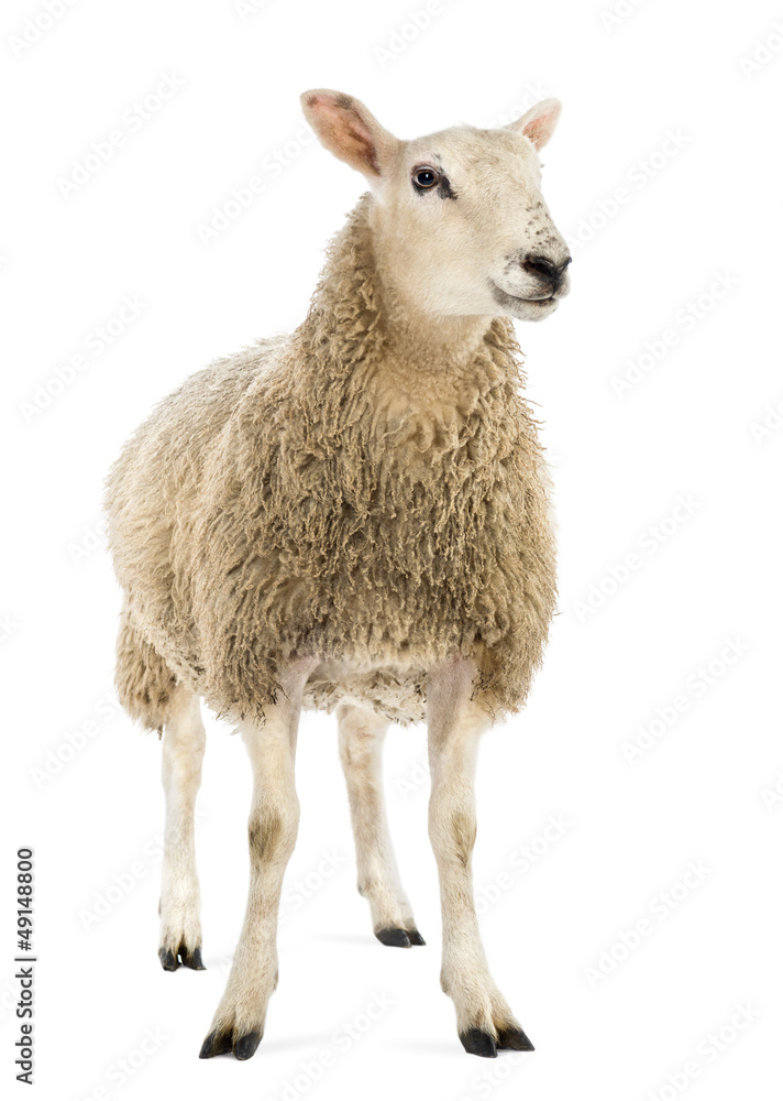Naklejka premium Owce na białym tle