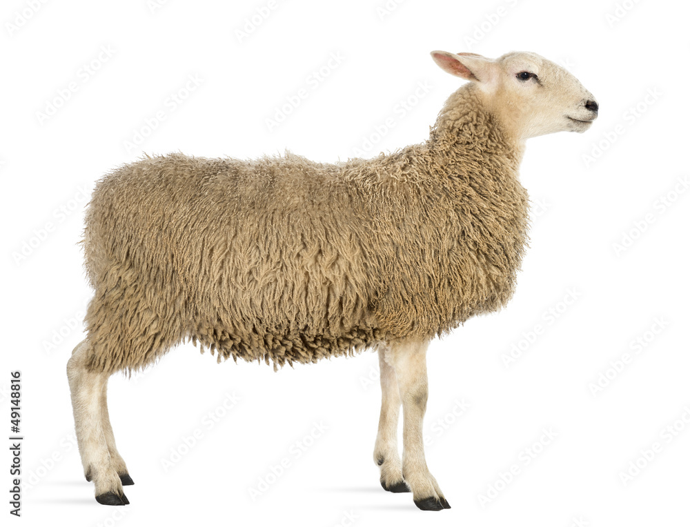 Naklejka premium Widok z boku owiec na białym tle