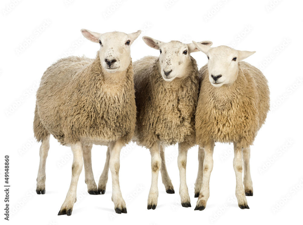 Obraz premium Trzy owce na białym tle