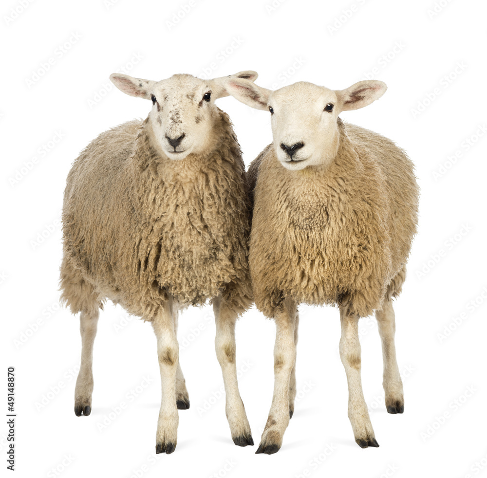 Obraz premium Dwie owce na białym tle