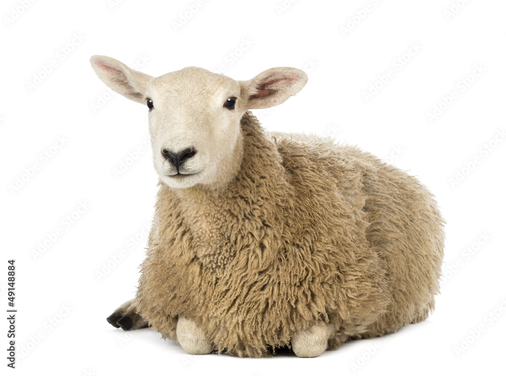 Fototapeta premium Sheep lying against white background