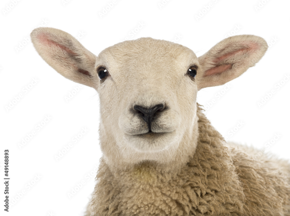 Obraz premium Close-up of a Sheep's head