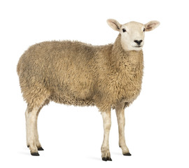 Ingelijste posters Schaap Schaap kijkt zijwaarts in veld  © Eric Isselée