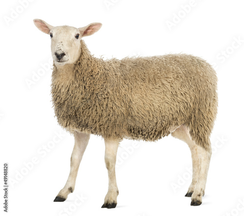 Obraz na płótnie Side view of a Sheep looking at camera