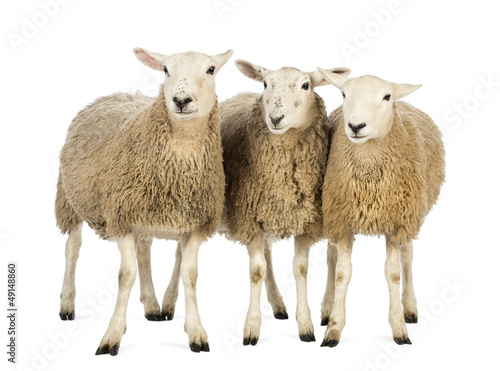 Obraz na płótnie Three Sheep against white background