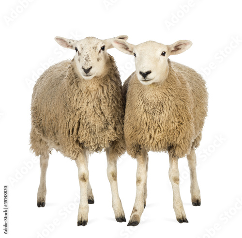 Two Sheep against white background