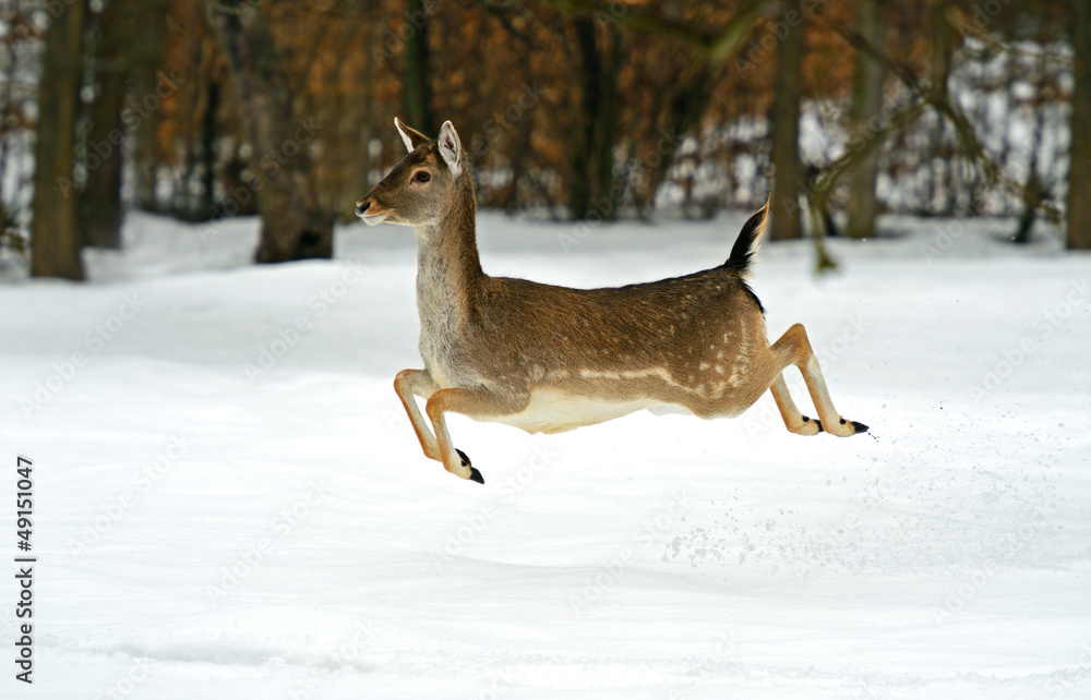Deer in winter