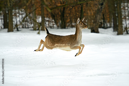 Deer in winter