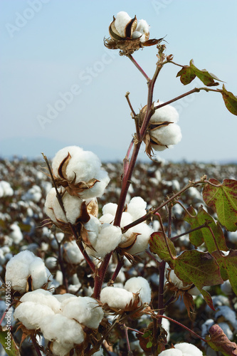 cotton field photo