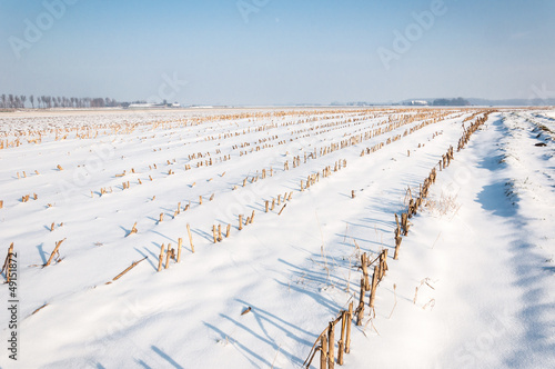 Rows of maize stubbles in snow photo