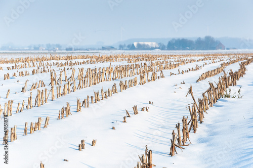 Rows of maize stubbles in snow