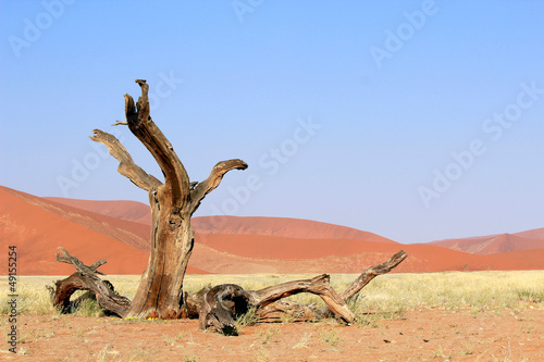 Sossusvlei sand dunes landscape in the Nanib desert near Sesriem