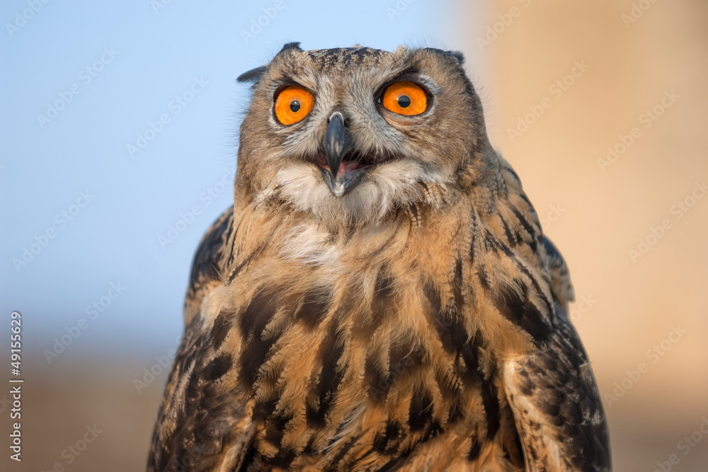 European eagle owl close up in Crimea mountains, Ukraine European eagle owl close up in Crimea mountains, Ukraine