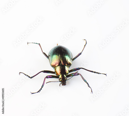 Ground beetle