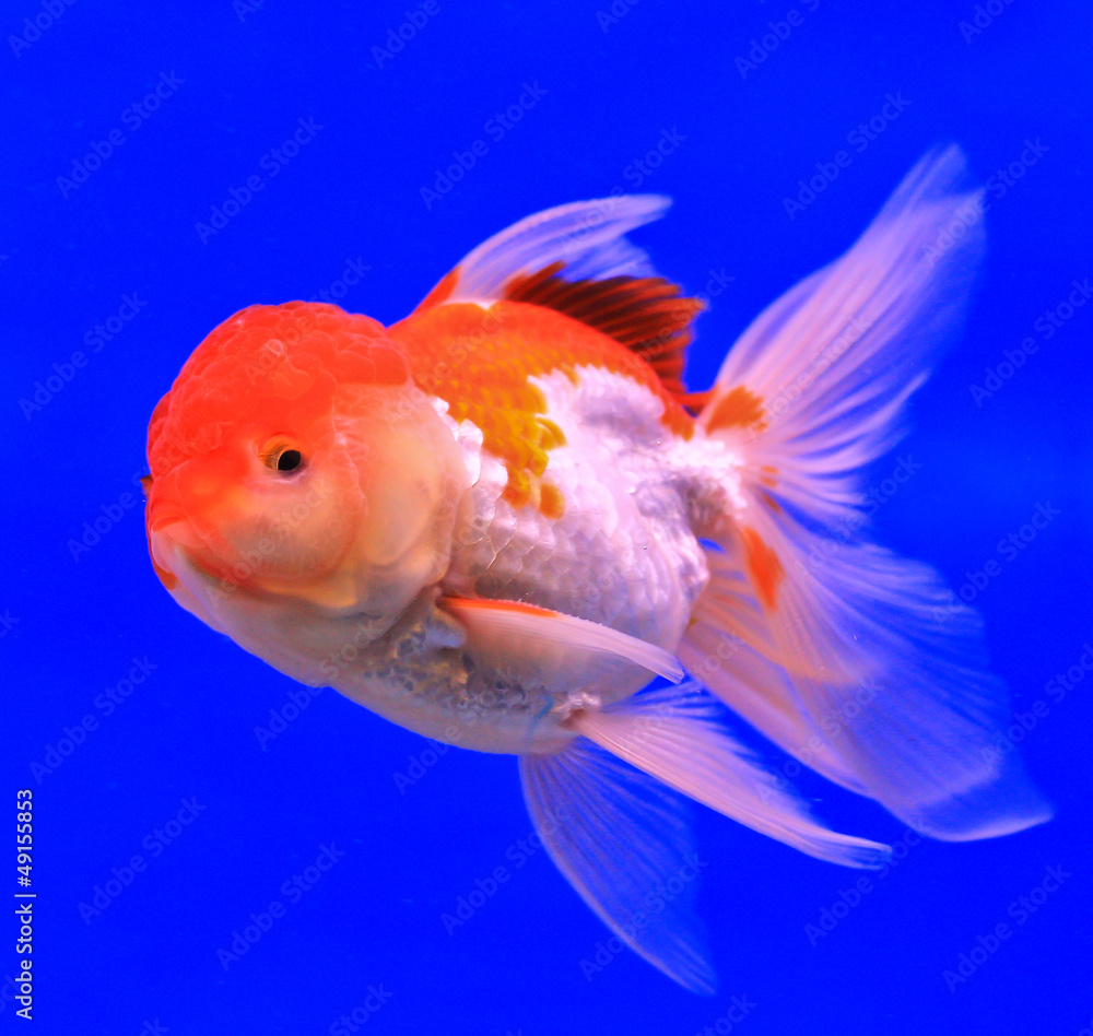 Goldfish in a glass cabinet Goldfish in a glass cabinet