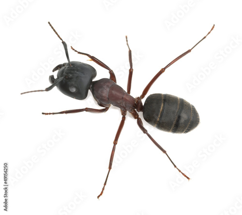 Carpenter ant, Camponotus herculeanus isolated on white