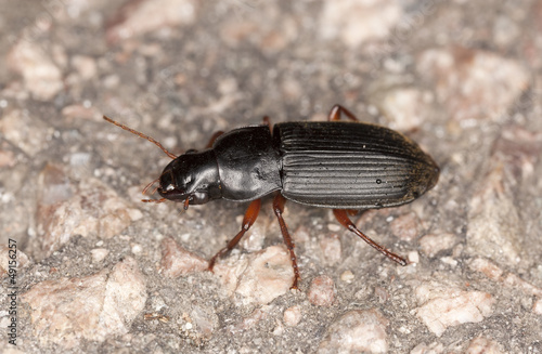 Ground beetle on rock, macro photo