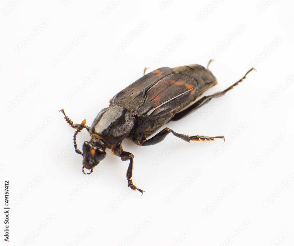 Silphidae Silphidae