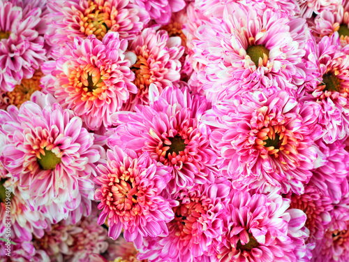 group of pink flower  Background of gerbera flower.