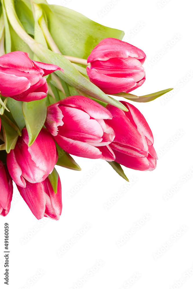 rote Tulpen Frühlingsblumen rote Tulpen Frühlingsblumen