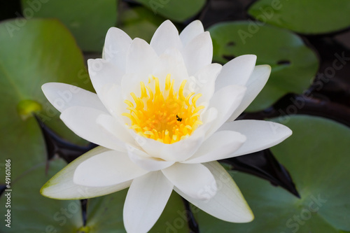 Bee on Lotus