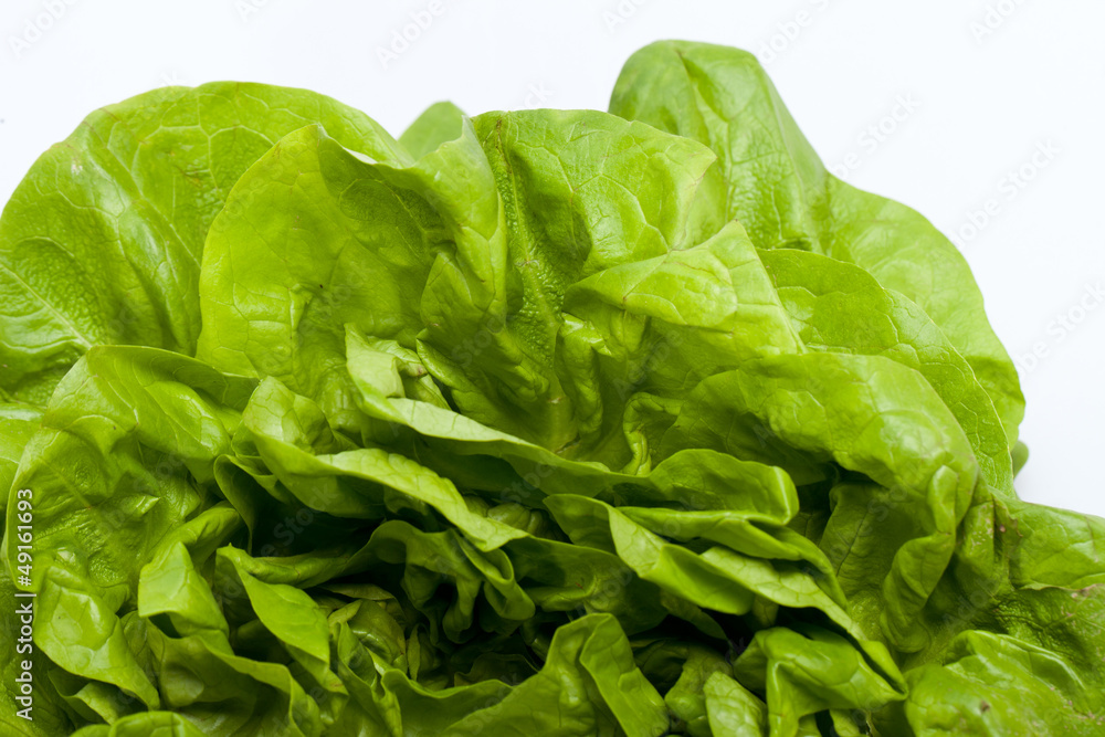 Fresh green Lettuce salad isolated on white background Fresh green Lettuce salad isolated on white background